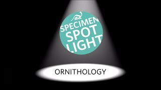 Specimen Spotlight Ornithology [upl. by Redwine]