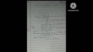 ALIMENTARY CANAL  HUMAN DIGESTIVE SYSTEM explained [upl. by Neelyahs]