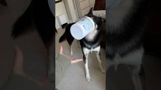 my dogs go crazy for yogurt ✨🤘mukbang [upl. by Keelin]