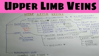 Upper Limb Veins  Part 1  Basilic and Cephalic Vein  The Charsi of Medical Literature [upl. by Hannah914]