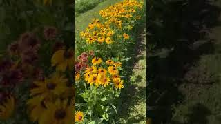 Hundreds of Rudbeckia Cut Flower Farming [upl. by Alac342]