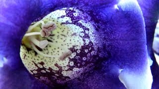 Gloxinia  Sinningia In Flower amp Winter Rest [upl. by Drye795]