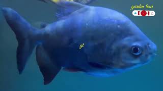 My oscar fishtank oscar fish tank mates fish tour fish world fish country fishing videos viral [upl. by Atirabrab]