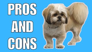 Lhasa Apso Pros And Cons  Should You REALLY Get A LHASA APSO [upl. by Manthei]