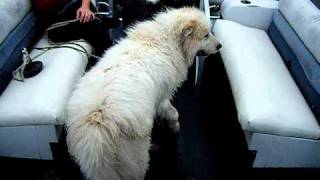 great pyrenees first swimming lesson [upl. by Woehick]