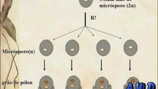 AWD Productions  Reprodução das Gimnospermas [upl. by Jentoft661]