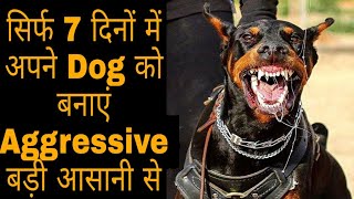 सिर्फ 7 दिनों में अपने Dog को बनाएं Aggressive बड़ी आसानी से  How To Make A Dog Aggressive [upl. by Gladdy]