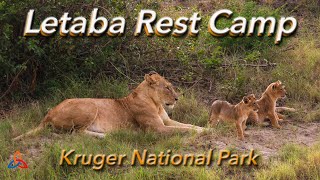 Letaba Rest Camp Review Kruger National Park Vlog [upl. by Corliss935]