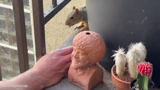 Squirrel Comes by for Breakfast  Baby Bearded Dragons Basking Together in the Enclosure 4K [upl. by Judon]