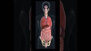 Human Body Organs 3D Animated Video [upl. by Oran404]