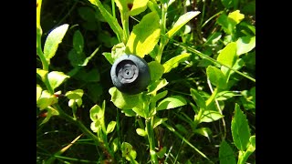 Identifying Bilberries Blaeberry Whortleberry Whinberry Windberry Vaccinium myrtillus [upl. by Aianat]