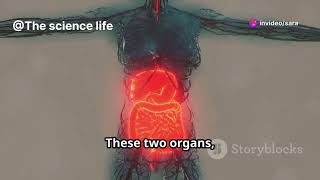 Digestive System  How Food is Digested and Absorbed  Explained in detail and Simple way [upl. by Nhguavahs27]