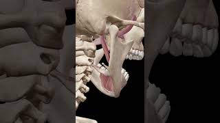 Mandible Depression anatomy skeleton skull doctor mouth [upl. by Nivrem]