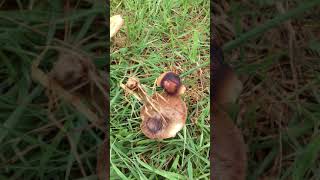 Decomposers Fungi on a stump and roots [upl. by Melissa]