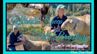 KATAHDIN SHEEP  FALL BREEDING SEASON [upl. by Isle]