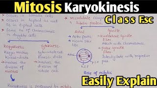 Complete Explanation Of Mitosis Phases In Urdu Hindi  Class 12 Biology [upl. by Haggai158]