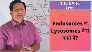 How Are Lysosomes Formed from Endosomes  BSc amp MSc Level [upl. by Pedrotti]