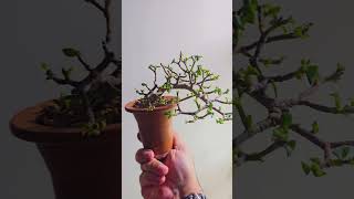 Portulacaria afra defoliation bonsai bonsaiwork bonsaitree minibonsai plants garden Dwarfjade [upl. by Kciredor]