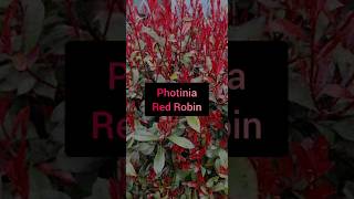 Plant Profile Photinia Red Robin [upl. by Corsetti494]