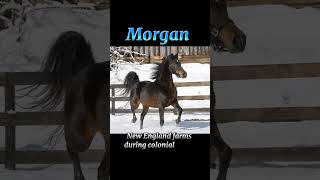 Morgan Horse [upl. by Toor294]