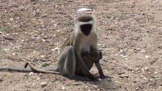 The wildlife in the Tsavo east National Park Kenya [upl. by Auqcinahs153]