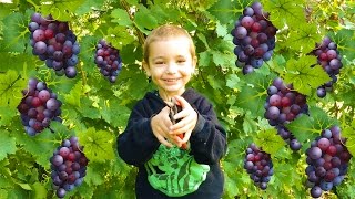 VLOG FLASHBACK  PREMIÈRES VENDANGES À 4 ANS [upl. by Clite820]