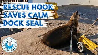 Rescue Hook Saves Calm Dock Seal [upl. by Tanner]