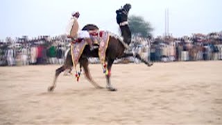 CAMEL DANCE I CAMEL RAQAS AND CAMEL RACE CHOLSTAN ENTERTAINMENT VIDEO [upl. by Enitsed679]