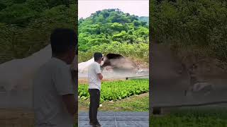 What a funny short video nature trending funny floodshorts [upl. by Celka]