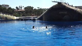 Aqualand Costa Adeje The best dolphin show in Europe Part 2 [upl. by Hahsi]