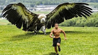 The Worlds Largest Eagle Caught on Tape [upl. by Kleinstein667]