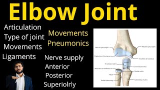 Elbow joint  Type  Ligaments  Articulation  Nerve supply  Movements  Anterior  Posterior [upl. by Ahsiyk]