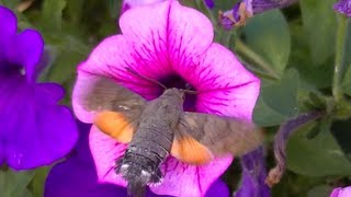 Superbe Papillon Colibri Sphinx [upl. by Bevon]