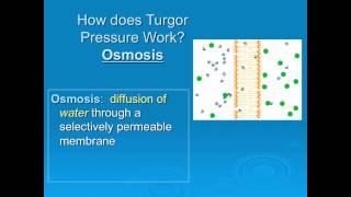 Turgor Pressure [upl. by Archibald]