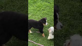 Bernese Mountain Dog Puppy Wants to Play Aww Cmon [upl. by Gilemette]