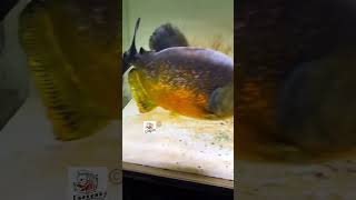 Piraya feeding timepiranha pirayaaquarium freshwaterfishfishfeeding fishingvideo rivermonster [upl. by Ecydnarb]