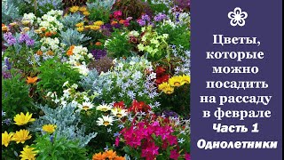 ❀ Цветочные культуры которые можно посадить на рассаду в феврале Часть 1  Однолетники [upl. by Drooff]