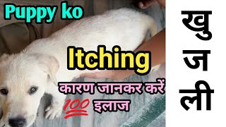 puppy ko khujli kyu hoti hai कुत्ते की खुजली puppy itching problem dogcareandcure [upl. by Edla]