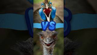 Cassowary vs Emu🤯 Who Do You Got Winning cassowary animalfacts birdlovers [upl. by Ydner451]