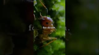 Fungus Makes Ant Zombies ⚰️ [upl. by Acihsay]