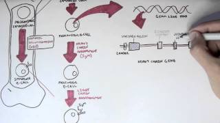 Somatic Hypermutation amp Class Switching [upl. by Jennica]