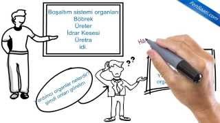 Boşaltıma Yardımcı Organlar Nelerdir [upl. by Beebe]