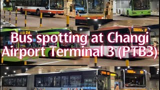 Bus spotting at Changi Airport Terminal 3 PTB3 [upl. by Jory52]