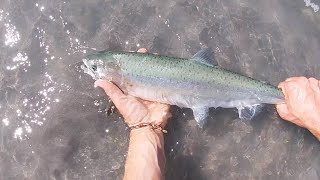 Catching Pink Salmon EVERY CAST Fly Fishing on the Squamish River [upl. by Iaverne36]