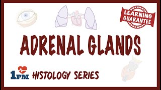 Adrenal Gland Histology [upl. by Conyers]