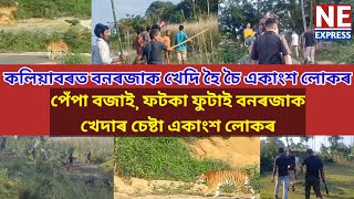 কলিয়াবৰত বনৰজাক খেদি হৈ চৈ একাংশ লোকৰপেঁপা বজাই¸ ফটকা ফুটাই বনৰজাক খেদাৰ চেষ্টা একাংশ লোকৰ [upl. by Tsenre]