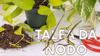 Talea di nodo come farla in modo facile e veloce leGeoTips [upl. by Broddie]