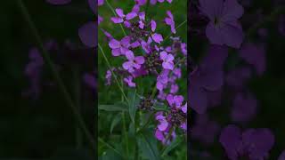 Matthiola flowers shorts newvideo nature subscribe garden youtube flowers gardening [upl. by Rimidalb95]