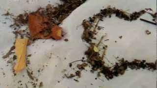 Sifting Leaf Litter [upl. by Zehc]