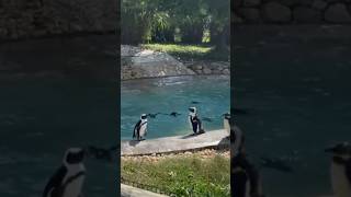 Penguins california youtubeshorts ytshorts park trendingshorts viralshorts moryatehaan [upl. by Jehiah]